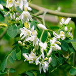 Moringa Plant Live in 4 Inch Pot, Hardy Perennial Moringa Oleifera Drumstick Tree Herb Plant