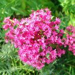 2 Mix Milkweed Plants Live, 5-8 Inch Tall, Butterfly Milkweed Asclepias Tuberosa Plant for Perennial Flower