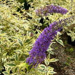 Butterfly Bush Plant Live, Perennial Buddleia Bushes Ready to Grow Outdoor 4-8 Inches (Variegated Leaves Buddleia)