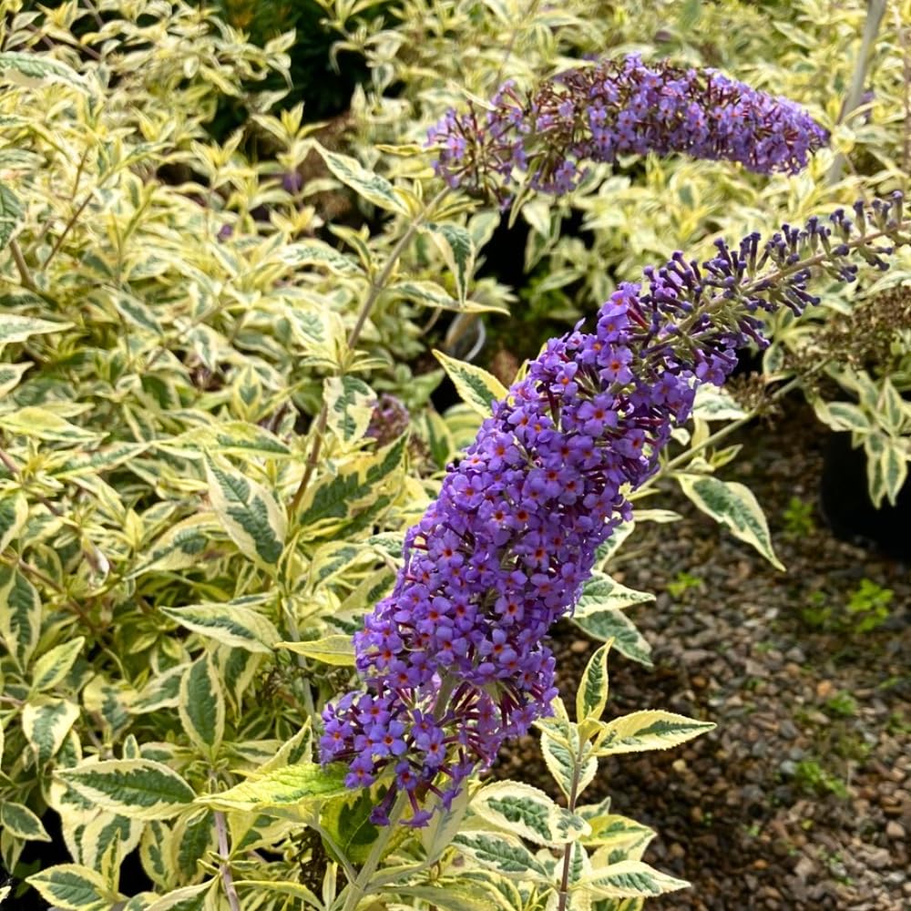 Butterfly Bush Plant Live, Perennial Buddleia Bushes Ready to Grow Outdoor 4-8 Inches (Variegated Leaves Buddleia)