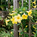 2 Yellow Mandevilla Plants Live 4–7" Tall, Live Mandevilla Flowering Tropical Vines for Patio, Containers and Backyard Landscaping