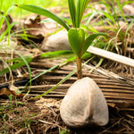 Green Coconut Tree Live, Sweet Edible Fruit for Outdoor Gardening, Live Sprouted Coconut from 6 to 8 Inch Tall, Ready for Planting in Zones 10-11