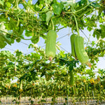 Loofah Plant Live, Luffa Plant Live, 4-6 Inc Tall, Trailing Luffa Live Plant for Backyard Garden, Trellis, 2 Plants in 4 Inc Pot