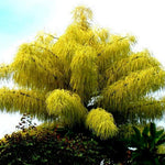 Live Palm Tree Plant in 3 Gallon Pot, No CA, Large Fully Rooted Size, Ready to Plant for Home Décor Indoor Outdoor Landscape, Rare Palm Trees, Umbraculifera Palm