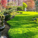 40000 Zoysia Grass Seeds, Lawngrass Seeds Zoysia Seeds, Low-Maintenance for Home Yards and Gardens