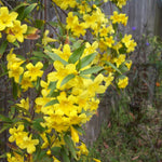 2 Yellow Jasmine Plant Live, Jasmine Flower Plants, 5 to 7 Inc