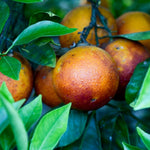 Blood Orange Tree Plant, Citrus Fruit Tree in 1 Gallon Pot, Sweet Red Orange Plants Potted, Patio Outdoor Garden Citrus Fruits Plant