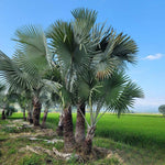 Live Palm Tree Plant in 3 Gallon Pot, No CA, Large Fully Rooted Size, Ready to Plant for Home Décor Indoor Outdoor Landscape, Rare Palm Trees, Huge Fan Leaves Palm