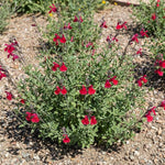 3 Red Salvia Sage Plants 4–7" Tall, Perennial Live Flowering Garden Plants for Outdoor Growing, Vibrant Salvia Plant Starter