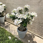 Pack 2 Desert Rose Plants Live, Hardy Adenium Obesum Succulent, Vibrant Blooms for Indoor and Outdoor 4-7 Inch (White)