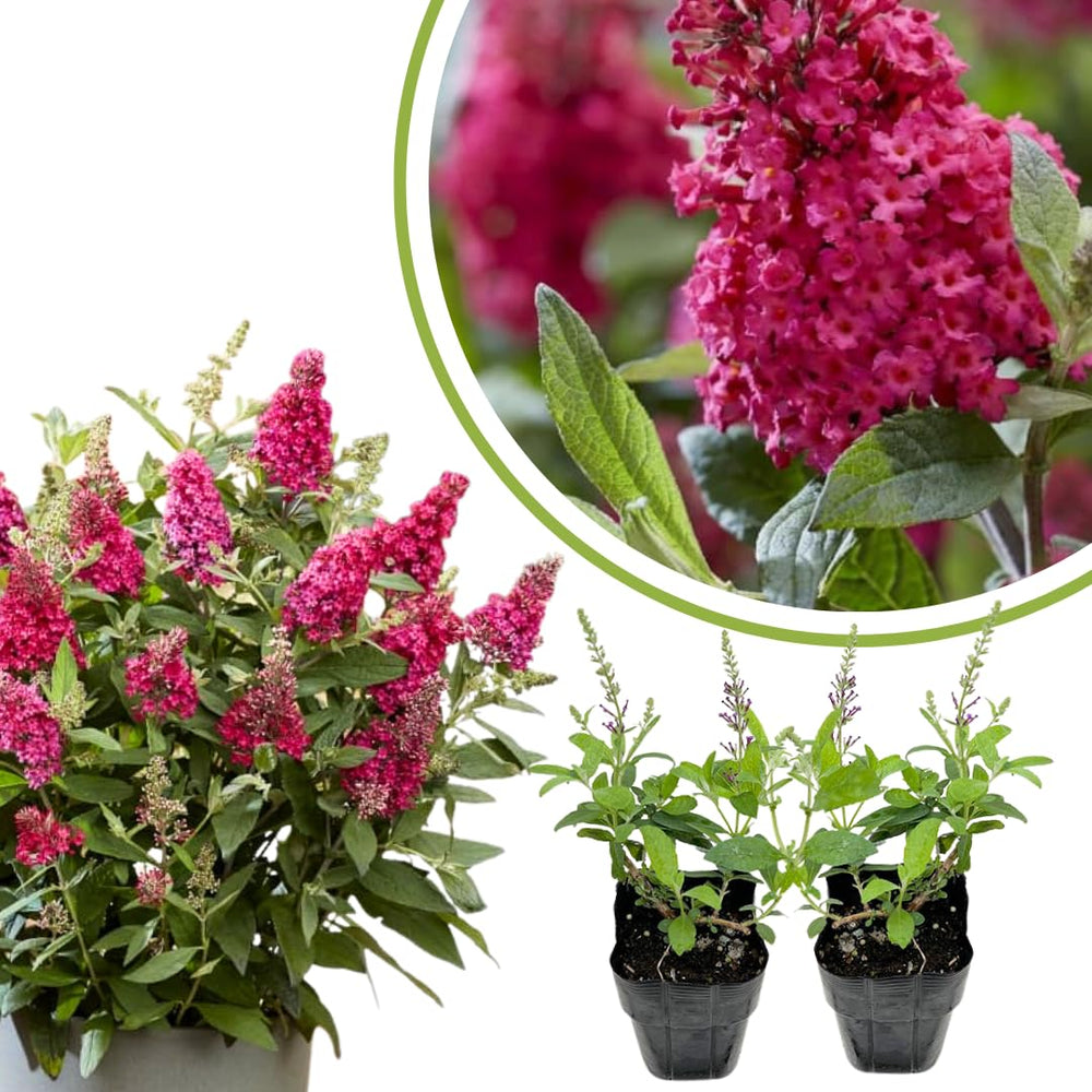 2 Butterfly Bush Live Plants, Raspberry Buddleia Shrubs, 5–9 Inch Tall, Fragrant Flowering Shrubs, No Pot