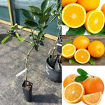 Orange Live Plant in 1 Gallon Pot, 1-2 Ft Tall Live Sweet Orange Citrus Fruit Tree Plant for Patio, Container or Outdoor Growing
