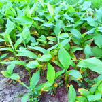 2 Ginger Curcuma Turmeric Plants Live 5-9 Inch Tall, Ginger Plant Live for Planting