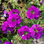 Set 2 Verbena Live Plants, Perennial Verbena Flowers, Long-Lasting, Hardy Flowering Plant for Planting (Purple)