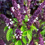 2 African Basil Plants 4–7" Tall, Live Herb Garden Plants for Patio, Containers and Backyard Landscaping
