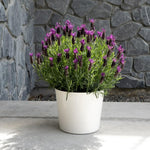 2 Spanish Lavender Plants 4–7" Tall, Fragrant Lavender Flowering Garden Plants for Patio, Containers and Backyard Landscaping