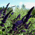 2 Butterfly Bush Live Plants, Deep Black Buddleia Shrubs, 5–9 Inch Tall, Fragrant Flowering Shrubs, No Pot