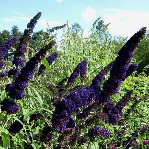 2 Butterfly Bush Live Plants, Deep Black Buddleia Shrubs, 5–9 Inch Tall, Fragrant Flowering Shrubs, No Pot