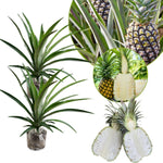 2 Pineapple Plants Live to Grow 5 to 8 Inch Tall, Sweet Pineapple Fruit Tree Live Plant for Outdoor (White Jade Pineapple)