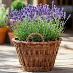 2 Fragrant Lavender Plants Live, Easy Care Decorative Lavender for Indoor Outdoor Gardens, 4-7 Inch Tall