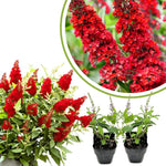 2 Butterfly Bush Live Plants, Red Buddleia Shrubs, 5–9 Inch Tall, Fragrant Flowering Shrubs, No Pot