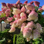2 Hydrangea Plant Live, Hardy Hydrangea Bush Shrub for Outdoor Garden Planting, Bare Roots Dormant 6-12 Inch (Pink White Hydrangea)