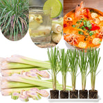Combo 15 Big Lemon Grass Plants for Outside, Lemongrass Plants Live, No Pot, Well Rooted, Trim Back, Fresh Fragrant Lemon Grass Stalks Plants for Outside Live