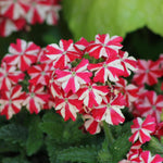 Set 2 Verbena Live Plants, Perennial Verbena Flowers, Long-Lasting, Hardy Flowering Plant for Planting (Red White)