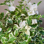 2 Bougainvillea Live Plants, Tropical Bougainvillea Flowering Vine, Fast Growing Outdoor and Container Plant, 4-8'' Tall (Variegated White)
