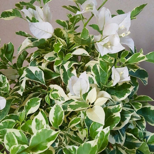 2 Bougainvillea Live Plants, Tropical Bougainvillea Flowering Vine, Fast Growing Outdoor and Container Plant, 4-8'' Tall (Variegated White)