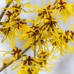 Witch Hazel Bush Plant Live, Yellow Flowering Shrubs in Quart Pot, Hardy Landscape Plants for Outdoor Garden
