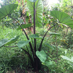 Set 2 Black Stems Alocasia Live Plants for Planting, 5 to 7 Inc Tall, Indoor Houseplant Alocasia Plant Live, No Pot, Alocasia Colocasia Taro Plants for House Plants