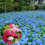 Dormant Hydrangea Live Plant Bush Shrub for Planting, 5 to 9" Hydrangea Tree Plant for Outdoor Planting, Change Color Flower Blooms (Deep Blue Purple to Pink)