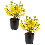 2 Lynwood Forsythia Plants Live in 4'' Pot, Lynwood Gold Forsythia Flowering Shrubs 6-10 Inch, Hardy, Winter Dormant, Outdoor Growing