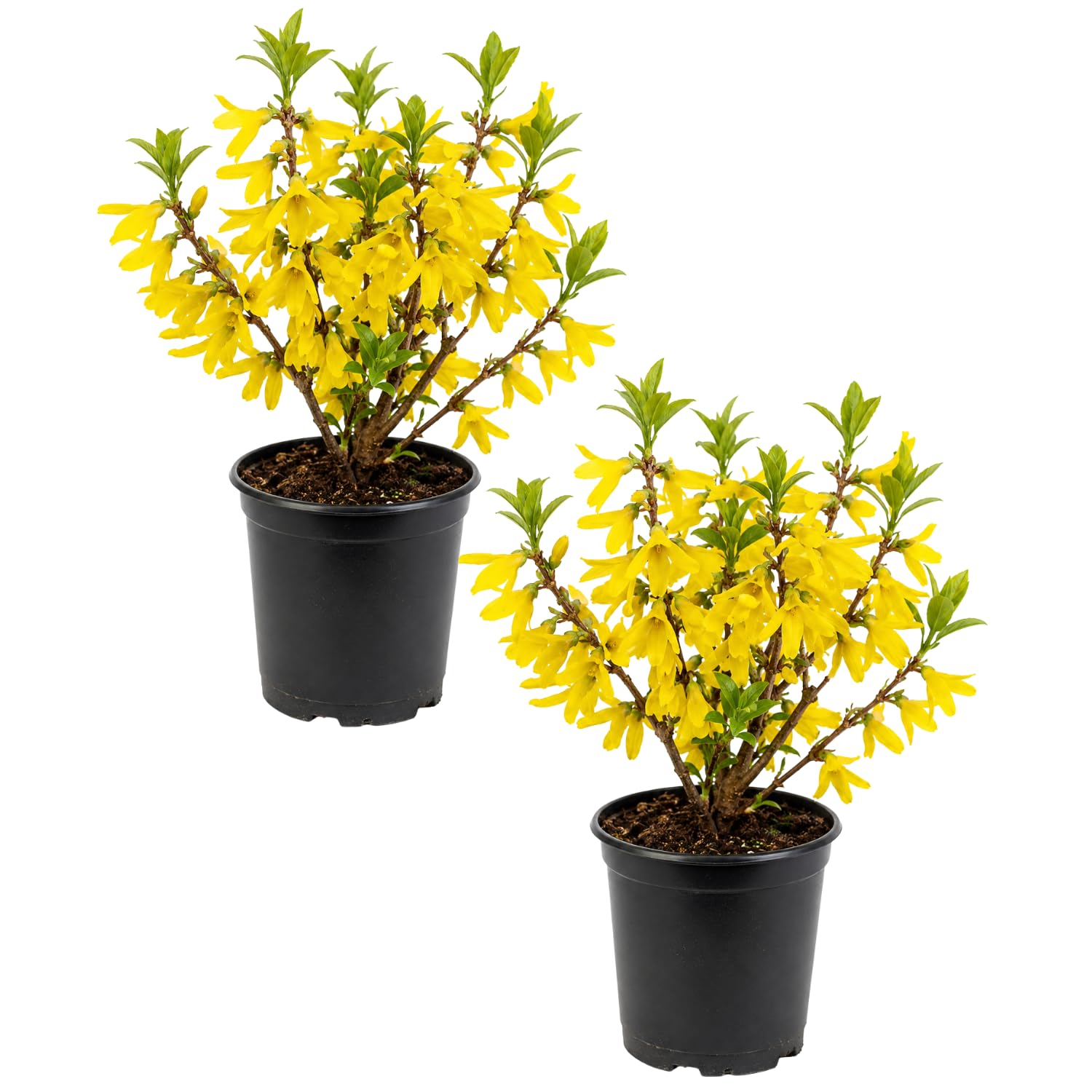 2 Lynwood Forsythia Plants Live in 4'' Pot, Lynwood Gold Forsythia Flowering Shrubs 6-10 Inch, Hardy, Winter Dormant, Outdoor Growing