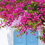 Set 2 Pink Bougainvillea Plants Live, Flowering Bougainvillea Vine 4-8 Inches Tall, Climbing Plant for Outdoor Garden and Trellis