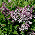 2 Pots Lilac Live Shrub Plant, Hardy Fragrant Flowering Bush for Outdoor Planting, 6-12 Inch Tall (Lavender)