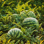 2 Watermelon Plants Live, 4'' Pot, Red Watemelon Fruit Small Plant Garden