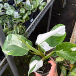 Philodendron Plant Prince of White Live Plant - 4-9" Tall - Houseplant Ornaments Perennials Garden Growing Planting Can Grow Well Pots Gift