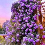 6 Months Old Climbing Rose Live Plant, Well Rooted 5-9" Tall, No Leaf, Ready to Plant Indoor Outdoor, Climber Rose Bush, Hybrid Tea Rose Like, Very Fragrant, Long Bloomer (Purple)