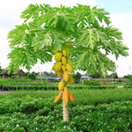 Live Papaya Tree Plant, Starter 5–10 Inch, Sweet Tropical Fruit Variety in 4” Pot, No CA