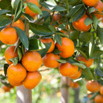 Early Season Orange Plant Live, Orange Fruit Citrus Tree Plant in Gallon Pot, 2-3 Ft Tall, Sweet Citrus Tree for Garden or Contaniers