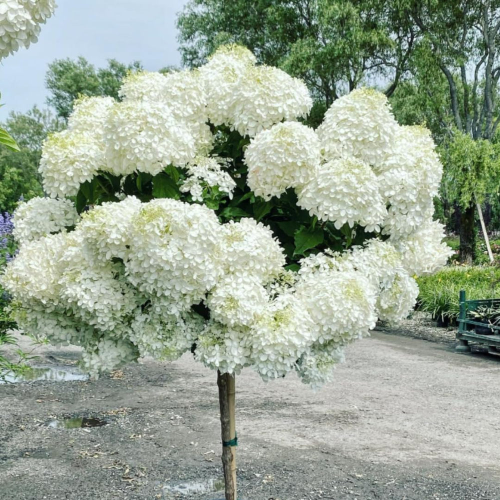 Set 2 Hydrangea Live Plants, Change Colors Hydrangea Bushes Shrubs Trees Live Plants in 4” Pot, Live Hydrangea Well Rooted for Planting (Pink White, Trim as Tree)