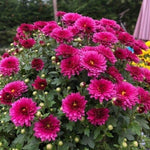 Chrysanthemum Plants Live 4 to 7 Inch Tall, Mums Live Plants, Vibrant Perennial Mum Plant for Planting in Garden (Purple)