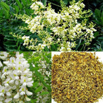 2 Black Locust Trees Bare Roots, Fragrant Shade Tree Seedlings 6–8 Inches Tall, Cold Hardy Black Locust Seedlings for Landscaping, Garden and Patio, Zones 3-8