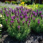 French Lavender Plants Live, Size 5-9" in Tall, Purple and Fragrant Lavender Bush for Indoor Outdoor Growing, Spring Bloom