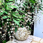 Pack 4 Clerodendrum Bleeding Heart Plants Live, 5-10 Inch Tall, Clerodendrum Bleeding Heart Vine, Bell Shaped Flowers (Clerodendrum Smithianum)