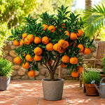 Golden Late-Season Mandarin Tree Live Plant Grafted 2-3 Feet, Fast-Growing and Bear Fruit for Citrus Garden Outdoor Planting Zones 9-11