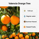 Valencia Orange Tree Live Plant in 1 Gallon Pot, 2-3 Ft Tall Citrus Fruit Tree - Sweet Orange Plant, Patio Outdoor Container Tree