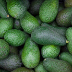 Dwarf Avocado Tree Live Plant, Outdoor Garden Tree, 6-12 Inch Tall